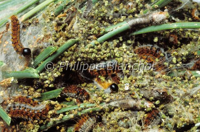 thaumetopoea pityocampa chenilles.JPG - Thaumetopoea pityocampaProcessionnaires du pinLepidoptera, NotodontidaeFrance